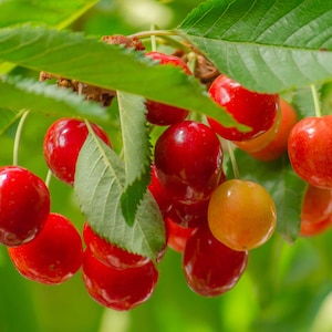 May include: Close-up of a cluster of ripe cherries on a tree branch. The cherries are a vibrant red color, with a few that are a lighter orange-red. Green leaves provide a natural backdrop.