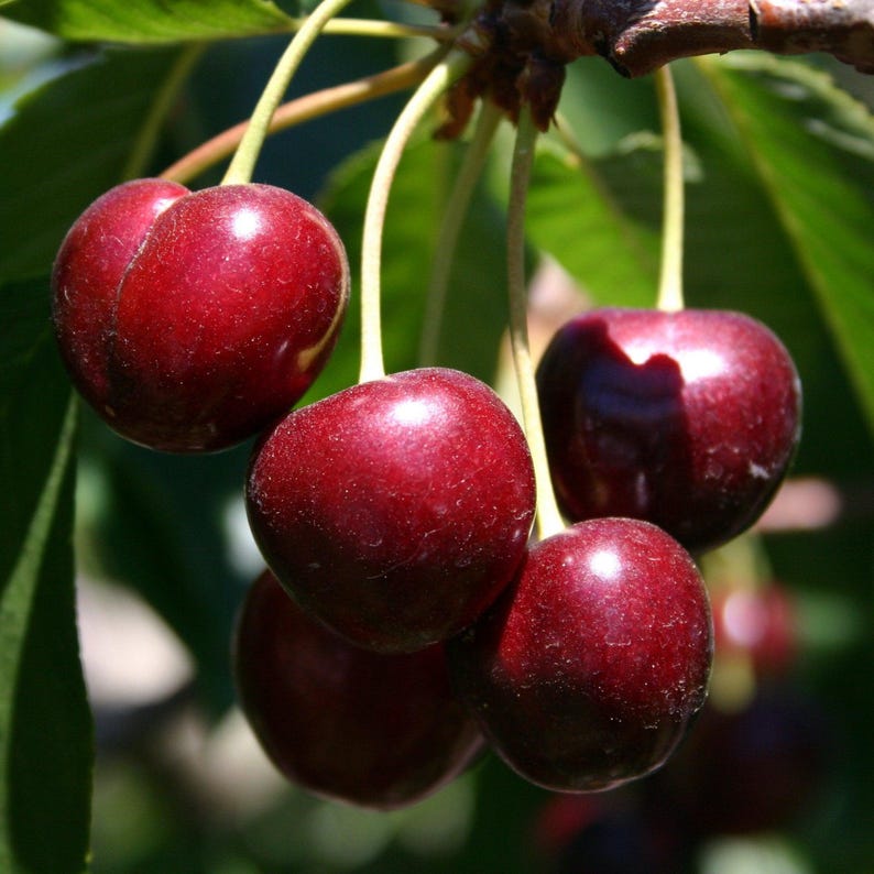 Nationwide Plants Bing Cherry Tree - Thumbnail 2