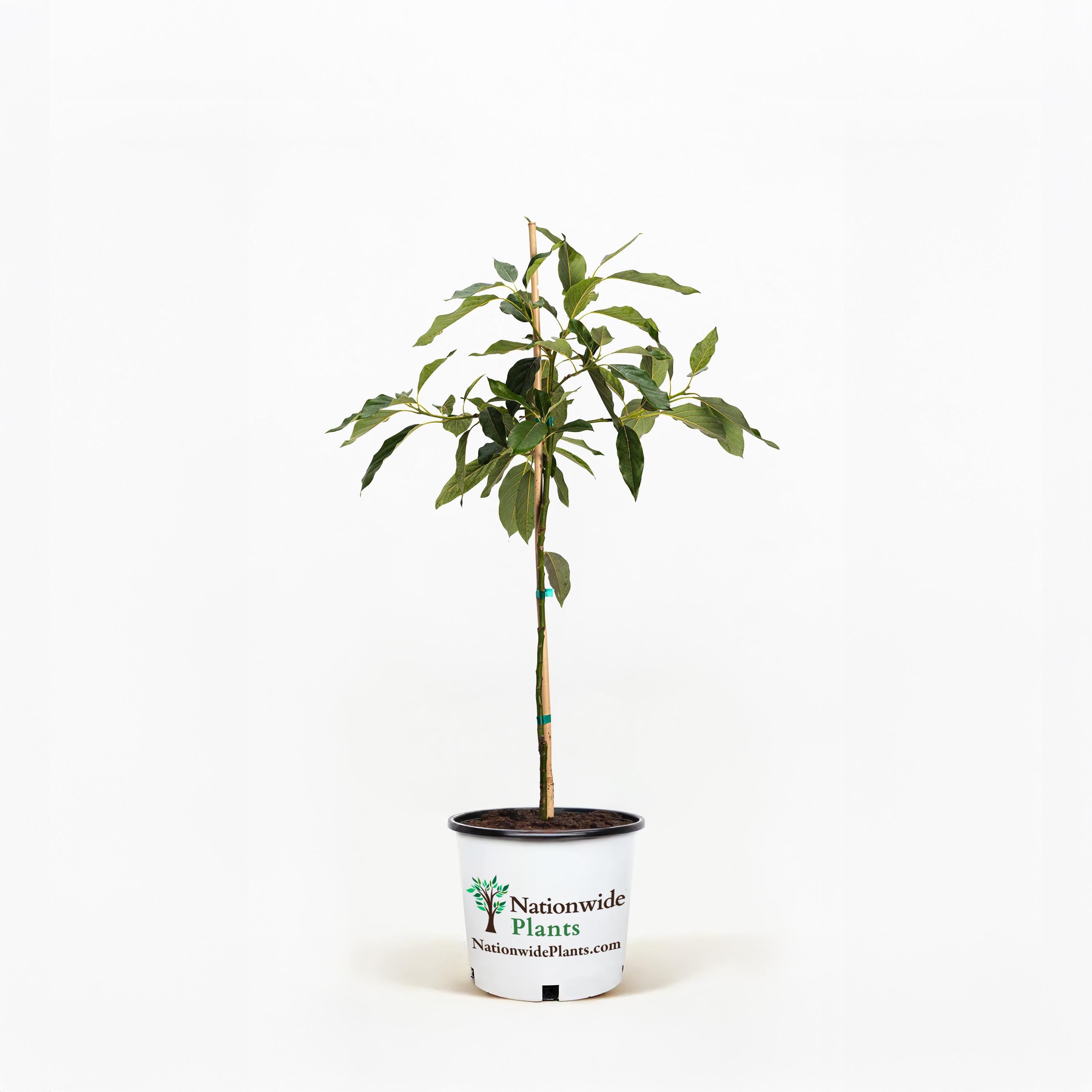 Cold Hardy Avocado Tree - A Fun Patio or House Plant - Etsy