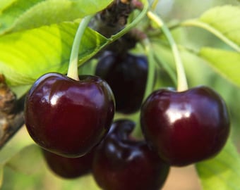 May include: Close-up of a cluster of dark red cherries hanging from a tree branch. The cherries are shiny and plump, with a deep, rich color.