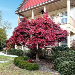 May include: A vibrant red Japanese maple tree in front of a house with a red roof and white siding. The tree's leaves are a deep crimson, contrasting with the green bushes and grass in the yard. The house has a porch and balcony.