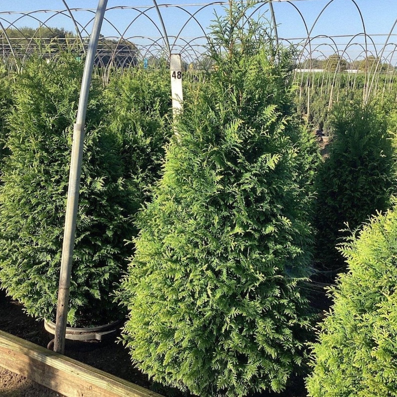Nationwide Plants Thuja Tree - Thumbnail 5