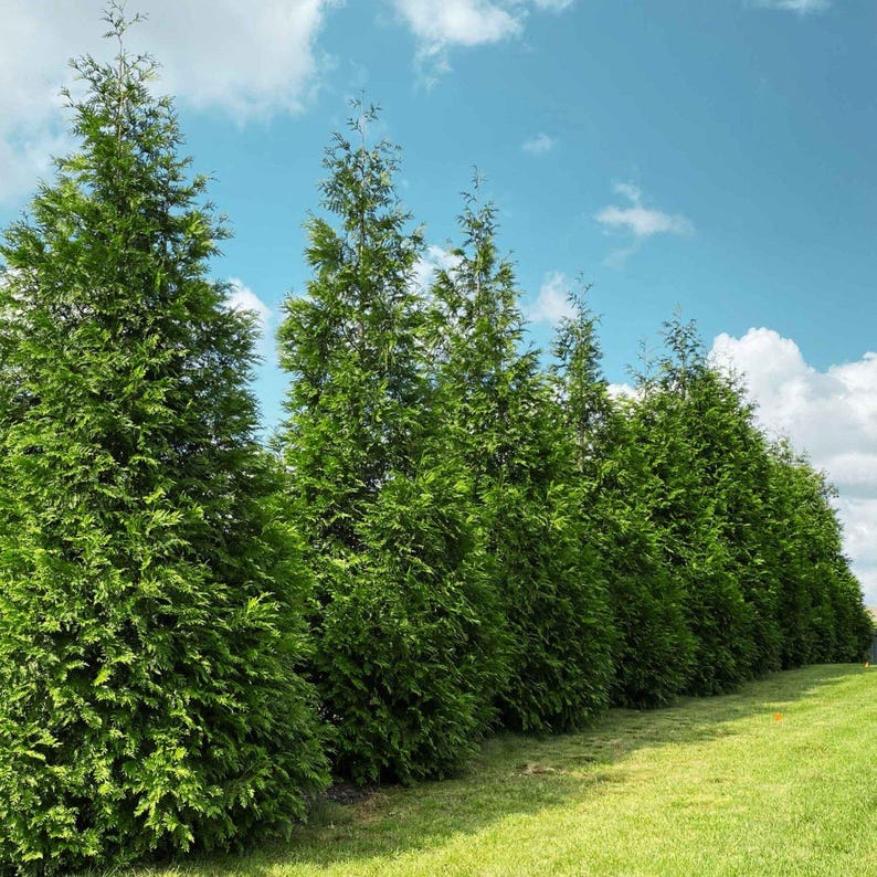 Toya Tree Thuja Green Giant - the Ultimate Outdoor Privacy Evergreen Tree for ...