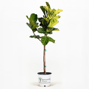 Fiddle-Leaf Fig Tree - Ficus Lyrata Live Indoor Houseplant