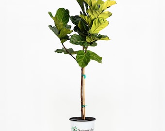 Fiddle-Leaf Fig Tree - Ficus Lyrata Live Indoor Houseplant