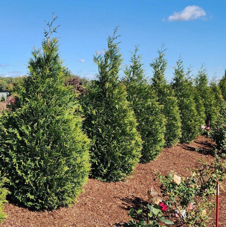 Nationwide Plants Thuja Tree - Thumbnail 3