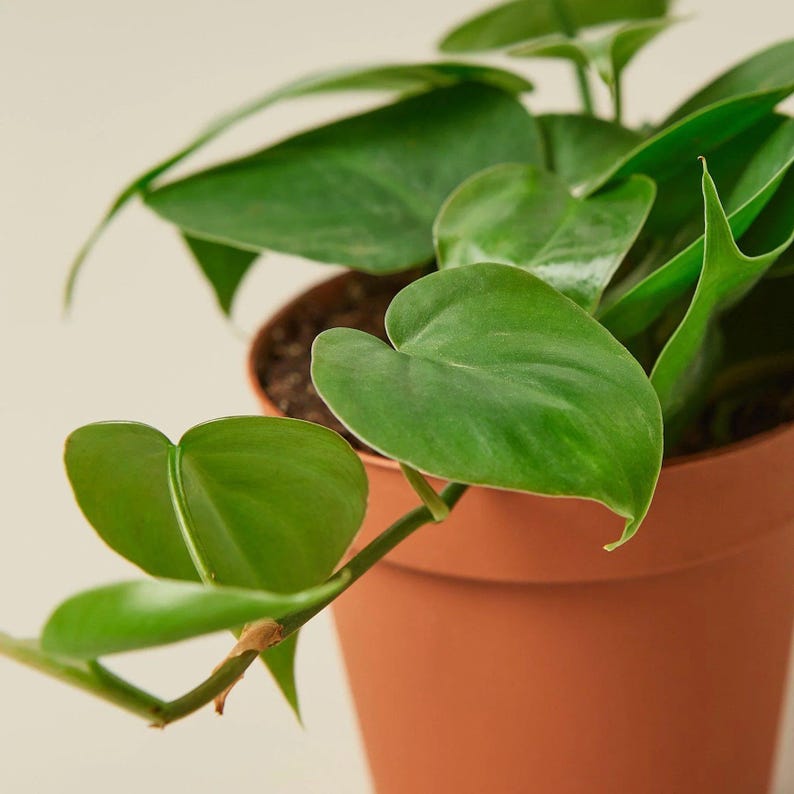 Nationwide Plants Philodendron Cordatum - Thumbnail 2