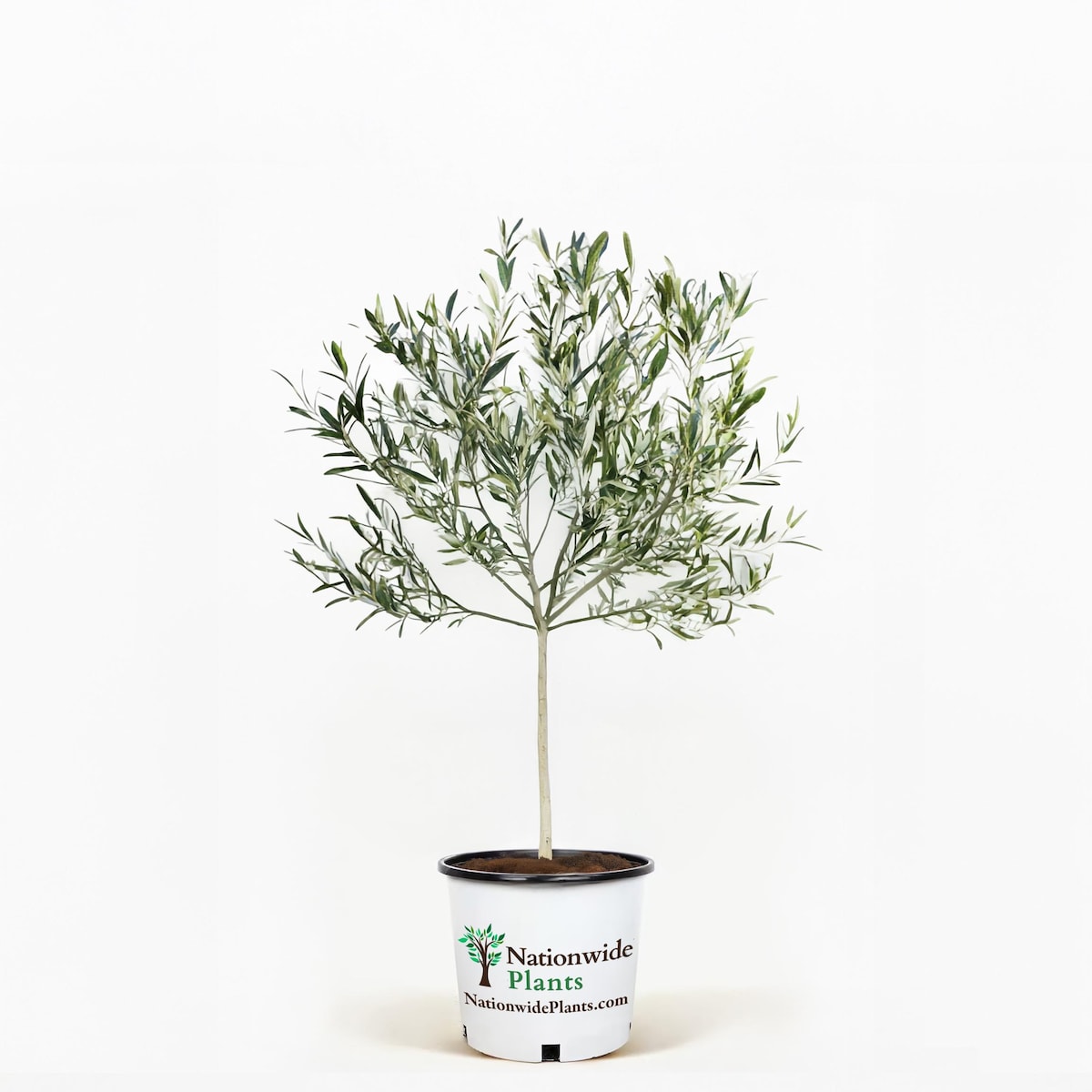 Arbequina Olive Tree - Indoor Houseplant - Etsy