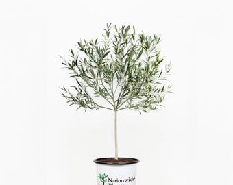 Arbequina Olive Tree - Indoor Houseplant