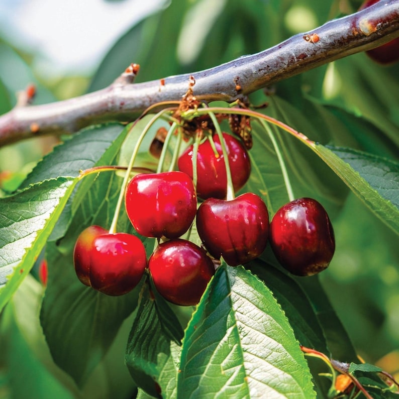 Nationwide Plants Bing Cherry Tree