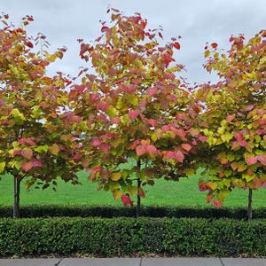 May include: Three small trees with vibrant fall foliage. The leaves transition from green to yellow, orange, and red. The trees are in front of a green lawn and a hedge, with a gray sidewalk in the foreground.