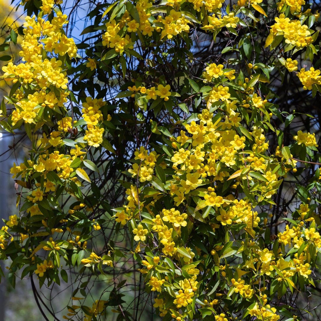 Jasmine   Berry Vine Sand main image 0