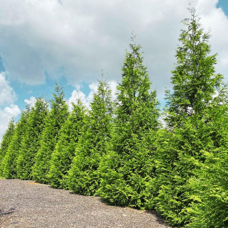 Toya Tree Thuja Green Giant - the Ultimate Outdoor Privacy Evergreen Tree for ...