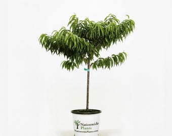 Bonanza Patio Peach Tree