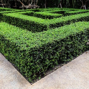 May include: A green hedge maze with a concrete path leading out of the maze.