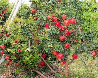 May include: A pomegranate tree laden with ripe, red pomegranates. The tree is growing in a garden setting with green foliage and brown branches.