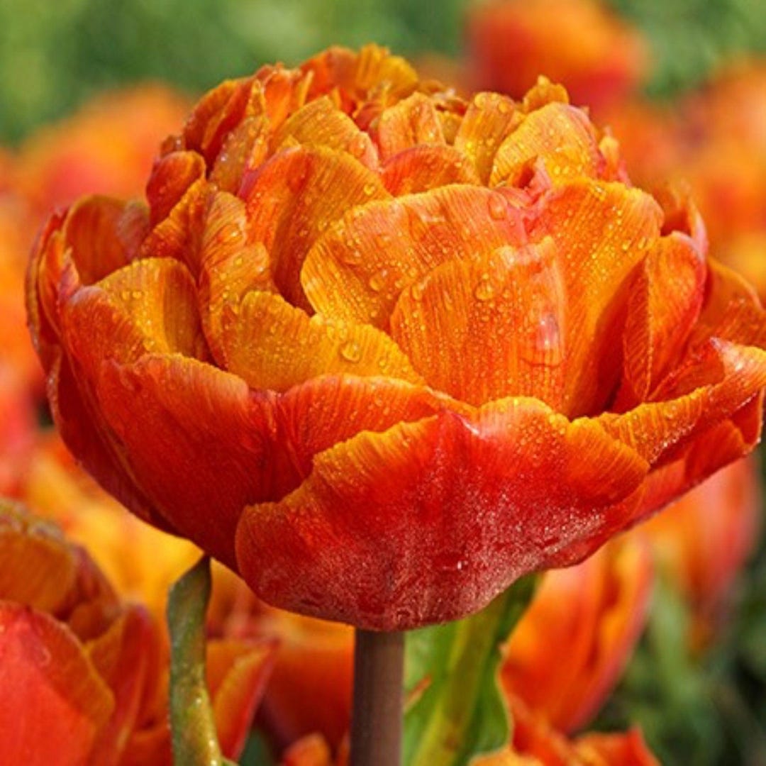 Gudoshnik Double Tulip Bulbs - Etsy