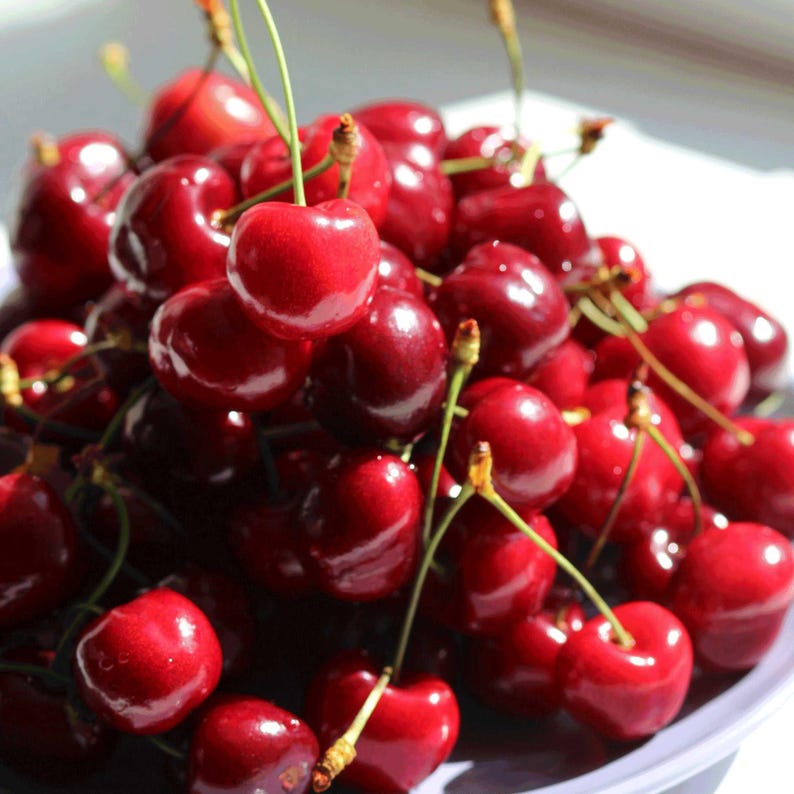 Nationwide Plants Bing Cherry Tree - Thumbnail 3
