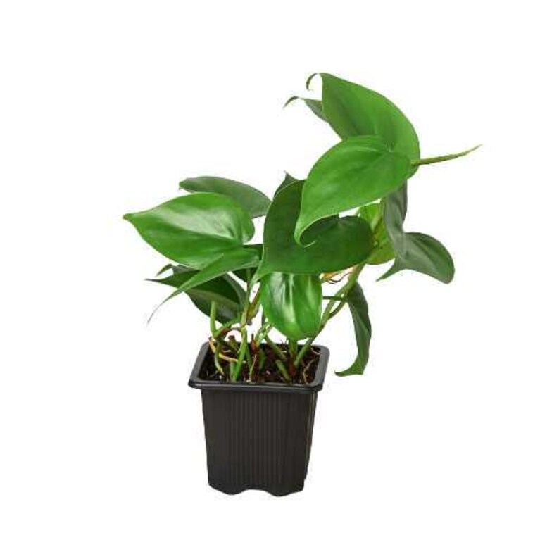 Nationwide Plants Philodendron Cordatum - Thumbnail 3