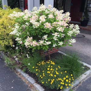 May include: A white and pink hydrangea bush with green leaves in a garden setting. The bush is surrounded by yellow flowers and green grass.