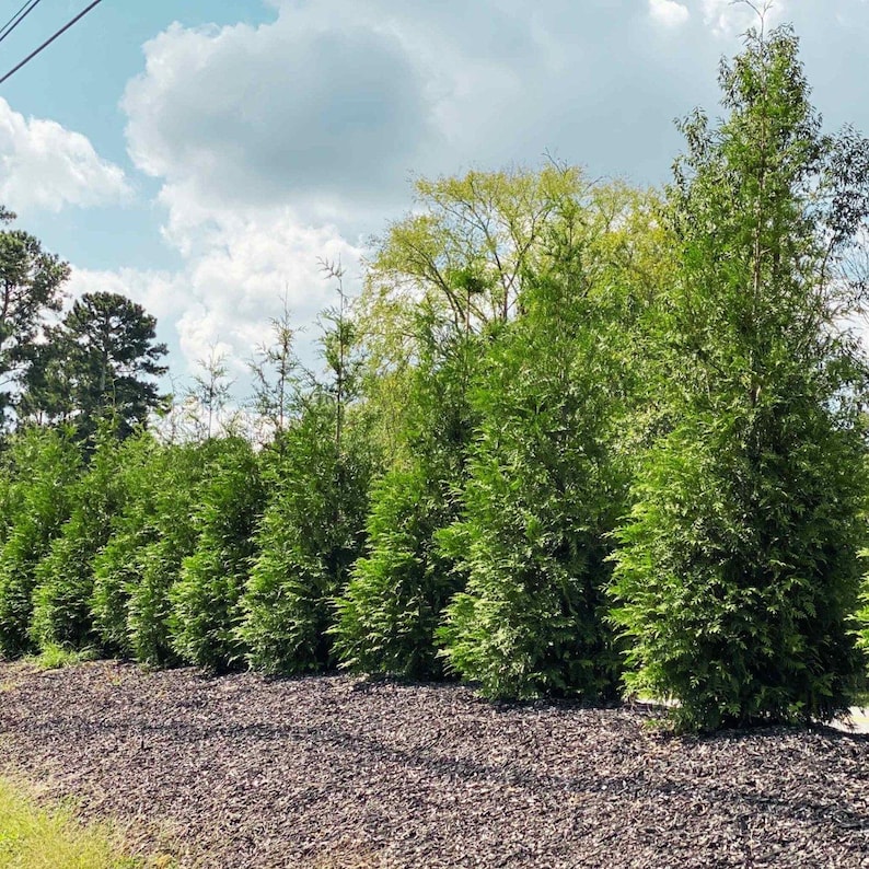 Toya Tree Thuja Green Giant - the Ultimate Outdoor Privacy Evergreen Tree for ...