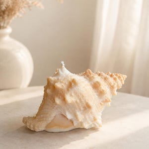 May include: A seashell-shaped candle in a pale cream and light tan color. The candle features a textured, spiraled surface with a small white wick protruding from the top, mimicking the natural ridges and intricate details of a real conch shell.