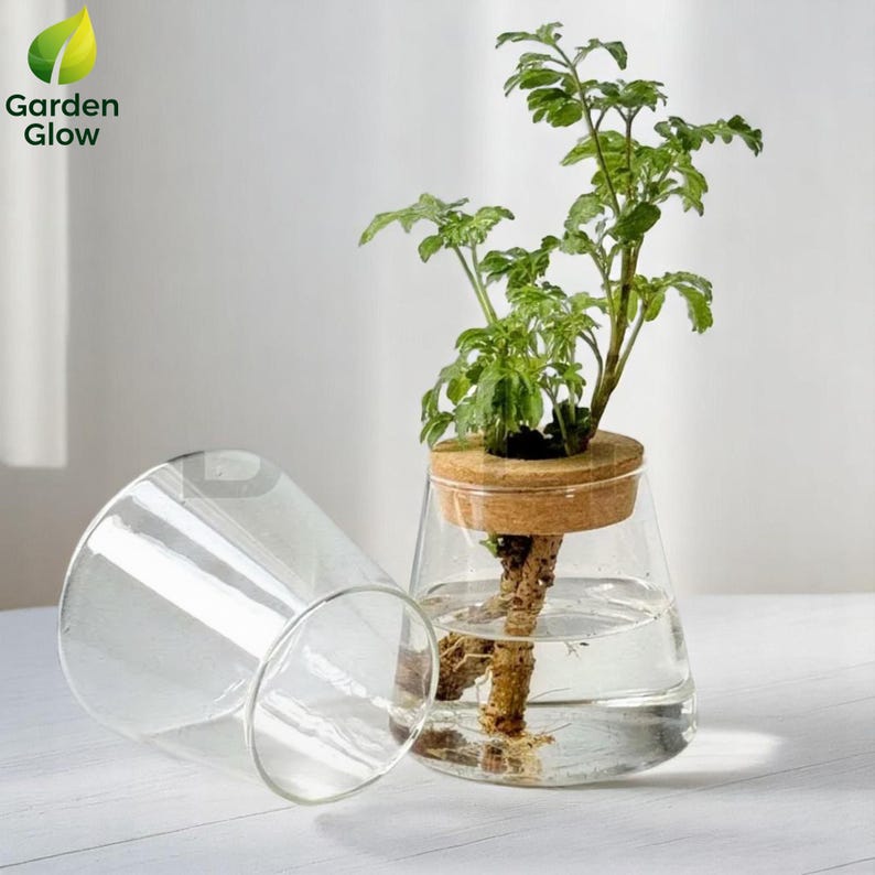 Image of two hydroponic vases: one upright with a plant in water, and the other positioned horizontally. Showcases product clarity, dimensions, and versatility in styling, especially for desks or shelves. Perfect for visualizing a plant lover’s creative indoor space.