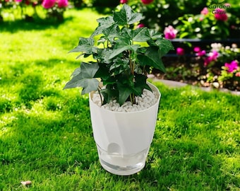 Vasi per piante autoirriganti in plastica trasparente Vaso da fiori idroponico pigro che assorbe l'acqua per vaso da fiori per piante grasse da