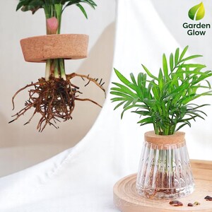 Close-up photo showing plant roots growing in clear water inside a glass vase with cork lid. Captures the transparency and functionality of the hydroponic design, perfect for propagation. This image demonstrates the natural beauty and clean use of soil-free indoor gardening.