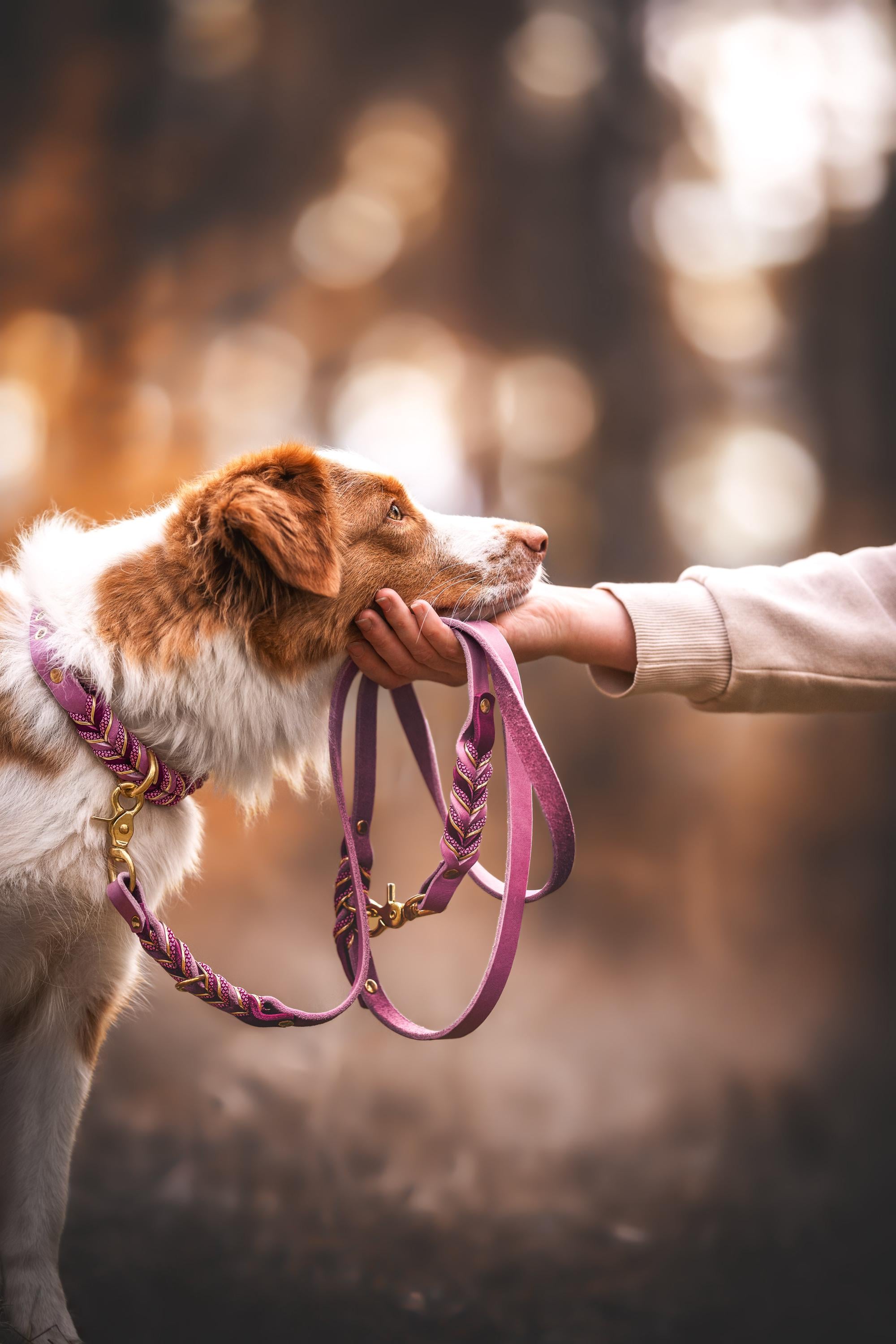 犬用首輪と犬用リードセット - フルグレインレザー編み込み首輪、名前