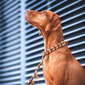 犬用首輪と犬用リードセット - フルグレインレザー編み込み首輪、名前