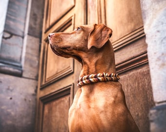 Op de afbeelding: Een bruine en witte hond met een gevlochten leren halsband kijkt naar links. De hond staat voor een houten deur.