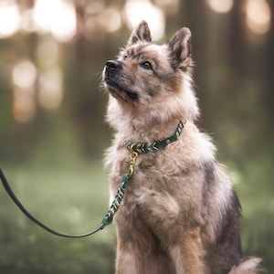 犬用首輪と犬用リードセット - フルグレインレザー編み込み首輪、名前