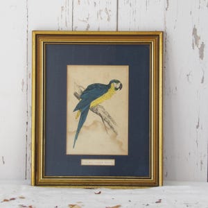 Antique Parrot bookplate Framed