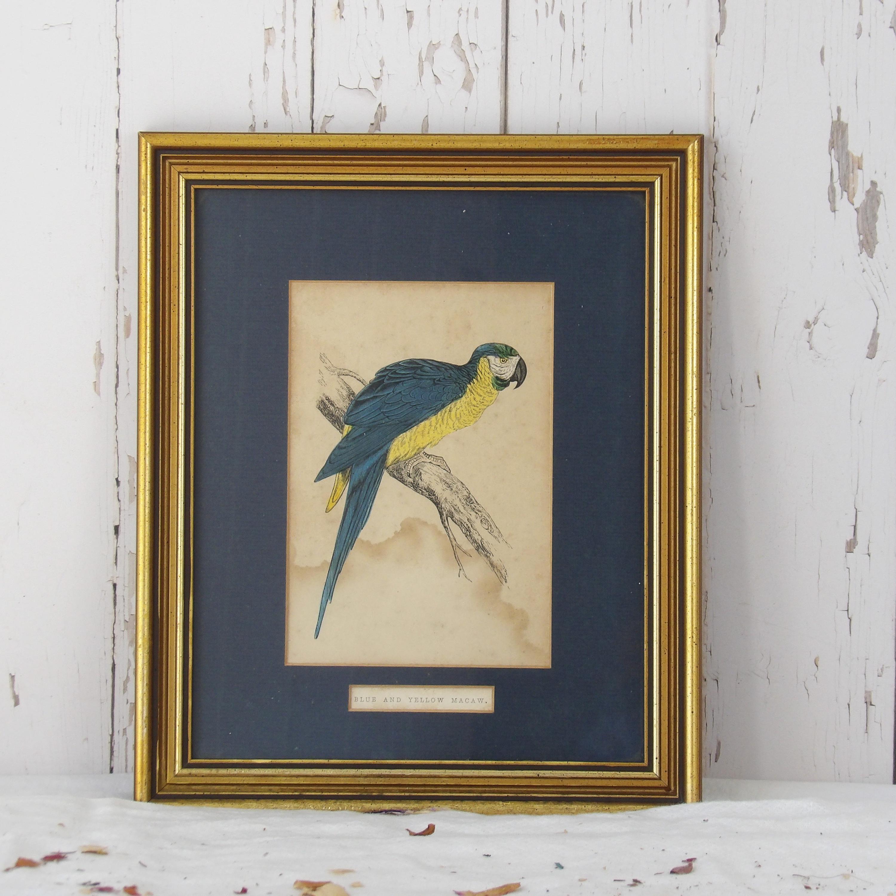 Antique Parrot bookplate Framed