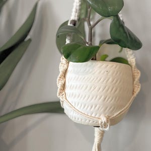 May include: A cream ceramic hanging planter with a textured pattern, containing a green plant with large, round leaves. The planter is suspended by a macrame hanger against a white wall.