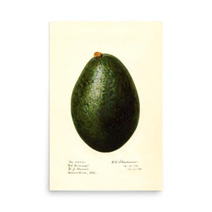 Persea El Grande (1917) – Vintage Avocado Botanical Art Print – USDA Pomological Illustration by Royal Charles Steadman