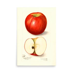Malus Domestica Doctor (1908) – Vintage Apple Botanical Art Print – USDA Pomological Illustration by Amanda Almira Newton