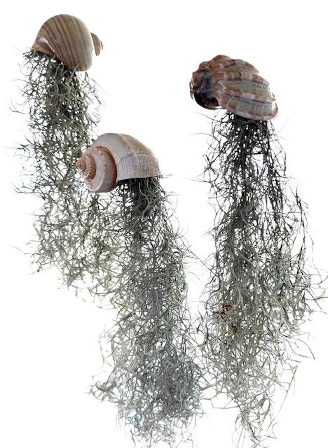 Set of 3 Hanging Jellyfish Moss With Conch, Sea Snail & Major Harp ...