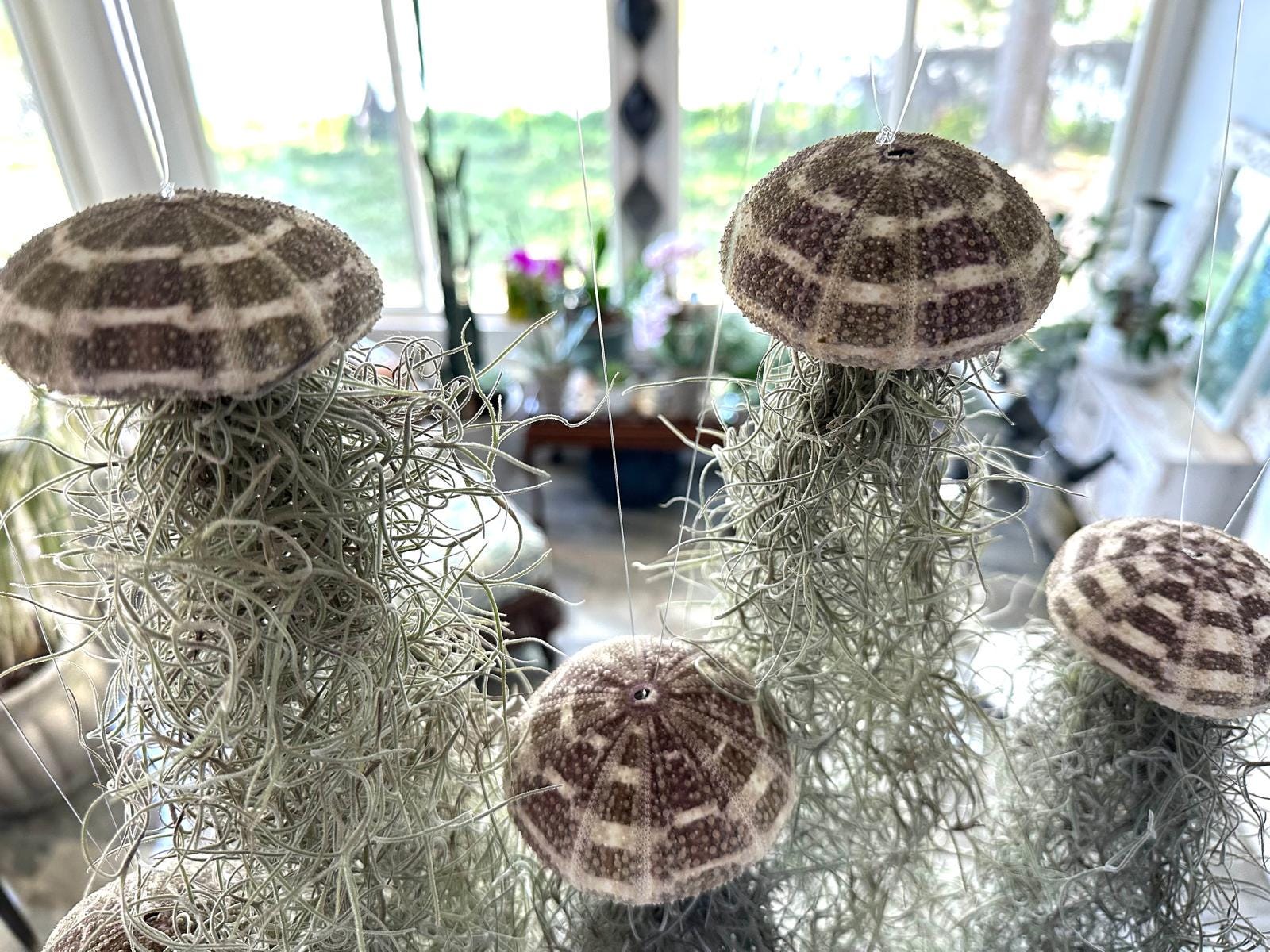 Spanish Moss Jellyfish Air Plant Unique Hanging Decor - Coastal Home Decor - Unique Living Ocean Art - Boho Beachy Gift- Easy No soil Plant