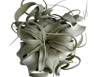 Bulbosa Tiny Dancer *SALE!* – Air Plant Hub