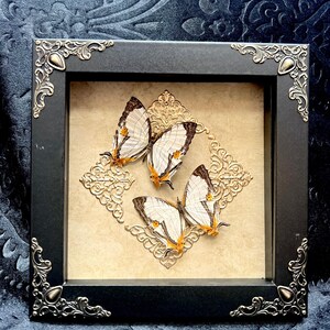 Cadre élégant avec de vrais papillons, duo de papillons de carte communs, cadre baroque, oeuvre d'art murale nature, décoration d'intérieur gothique, oeuvre d'art vintage romantique