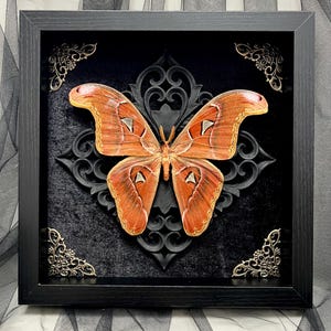 May include: A framed artwork featuring a large, orange and brown butterfly with intricate wing patterns. The butterfly is set against a black, ornate background and framed in a black shadow box. Decorative metal corner accents add detail.