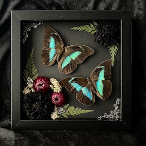 May include: A framed display featuring two butterflies with brown wings and vibrant turquoise markings. The butterflies are set against a dark background with decorative floral elements in shades of burgundy, black, and green, all within a black frame.