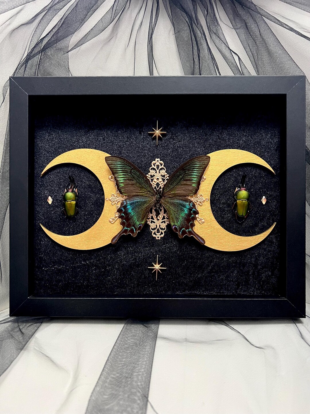 Papilio Maacki Butterfly Beetles Shadowbox Art – Celestial Crescent ...