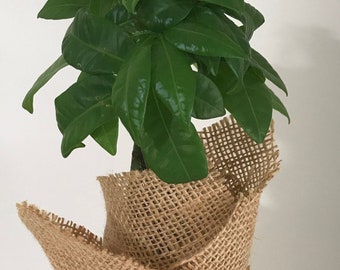 Braided Money Tree Burlap Wrapped Gift - Pre Bonsai Live Pachira Plant - Home, Office, Houseplant, Housewarming, Present