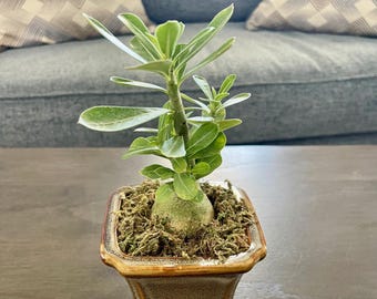Small Desert Rose Bonsai - Live Plant - FREE SHIPPING - Home, Office, Boss, CoWorker, Gift