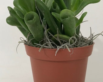 Live Hobbit Fingers Jade Plant - Crassula Ovuta Gollum - 2", 4" and 6" Pots Available - Lucky, Friendship, Money, Bonsai, Good Luck, Gift