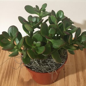 May include: A green jade plant with red-tinged leaves in a brown pot with gray moss around the base.