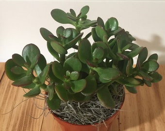 Live Jade Plant - Crassula Ovuta - 2", 4", 6" and 8" Pots Available - Lucky, Friendship, Money, Bonsai, Good Luck, Birthday, Gift